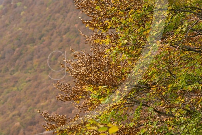 I boschi del Monte Etra